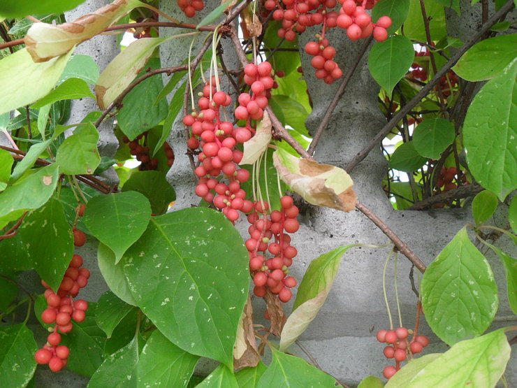 Schisandra is resistent tegen plagen en verschillende ziekten, ook vanwege het heldere aroma