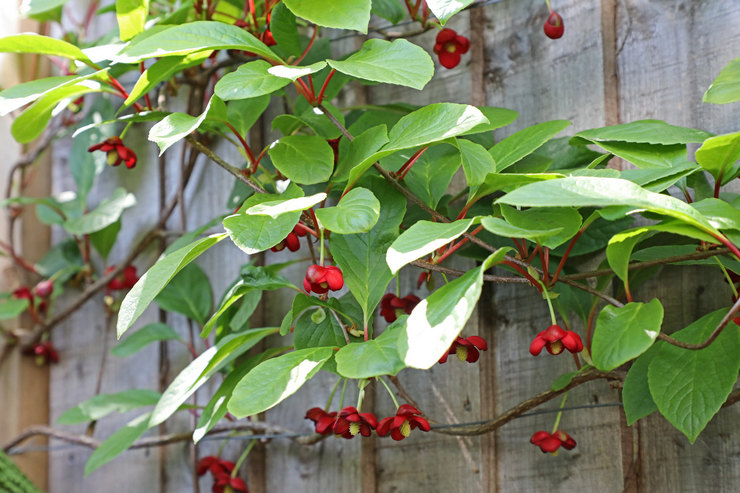 Schisandra chinensis - planten en verzorgen in het open veld. Citroengras kweken, kweekmethoden. Beschrijving, soorten. Foto