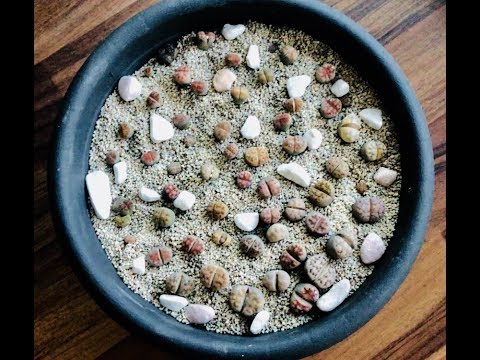 Lithops. Planting and tips