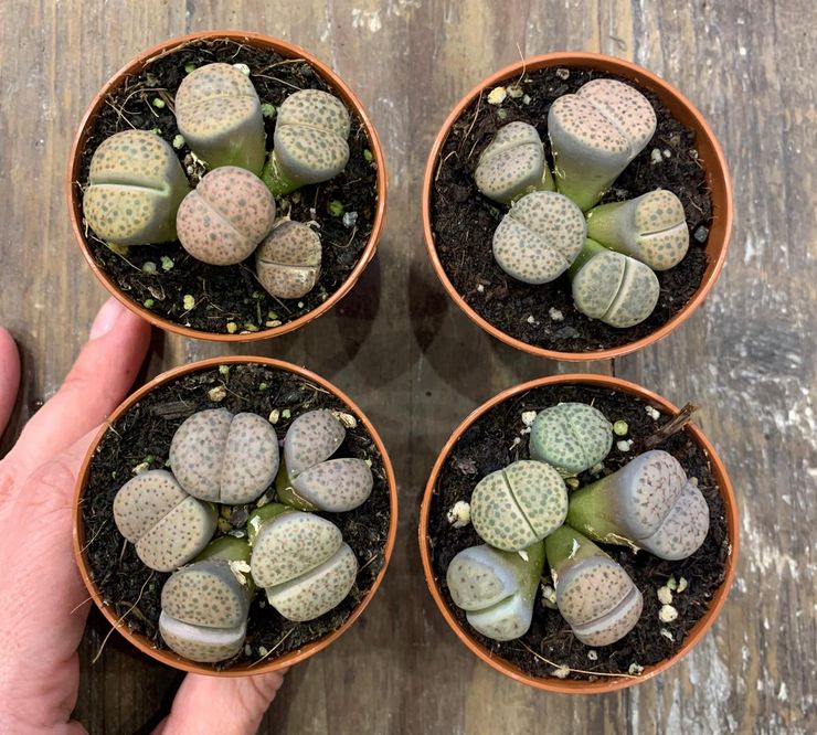 Lithops transplant