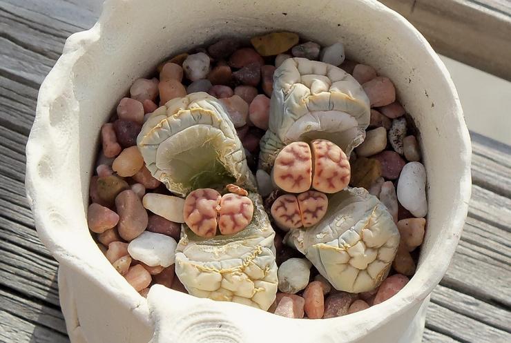 Wintering lithops