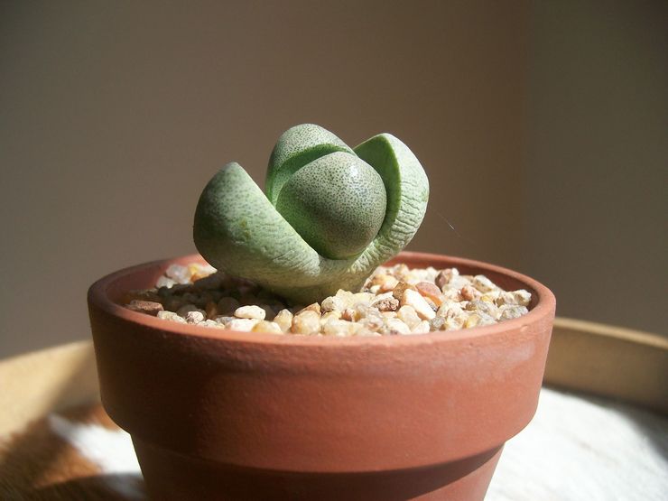 Dormant period in lithops