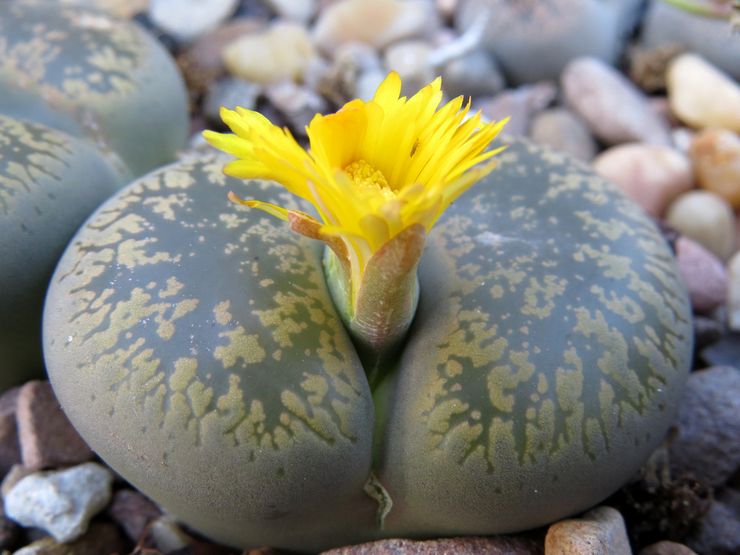 Flowering lithops