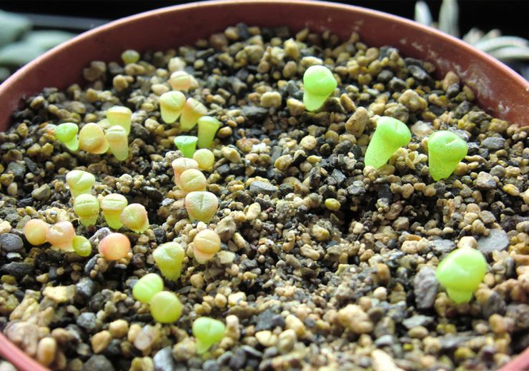 Growing lithops from seeds