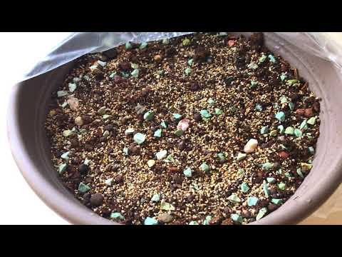 How to grow LITHOPS FROM SEEDS. The subtleties of growing LITHOPSE SEEDLINGS