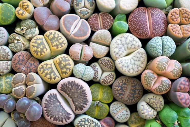 Description of lithops