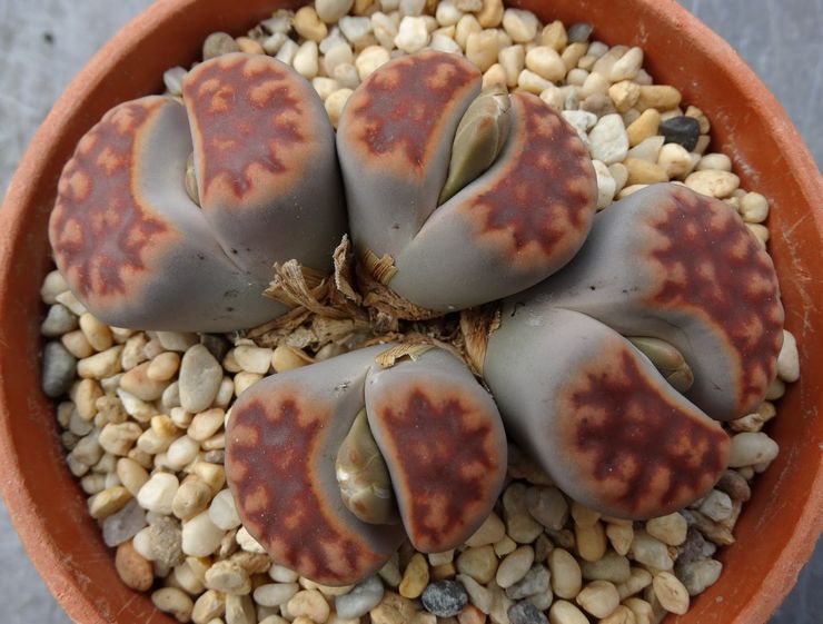 Lithops karassky