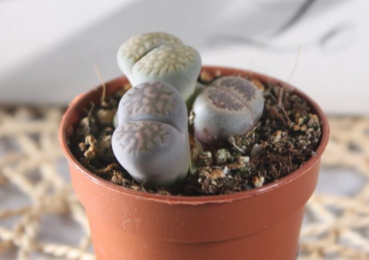 Lithops after purchase