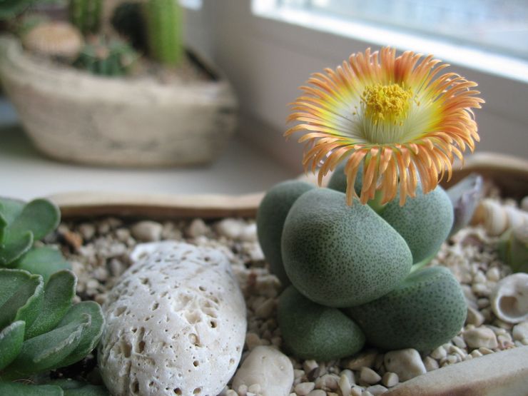 Lithops care at home