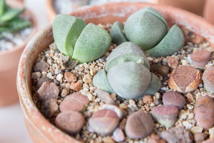 Growing lithops