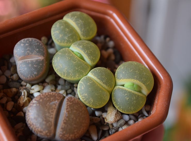 Watering lithops