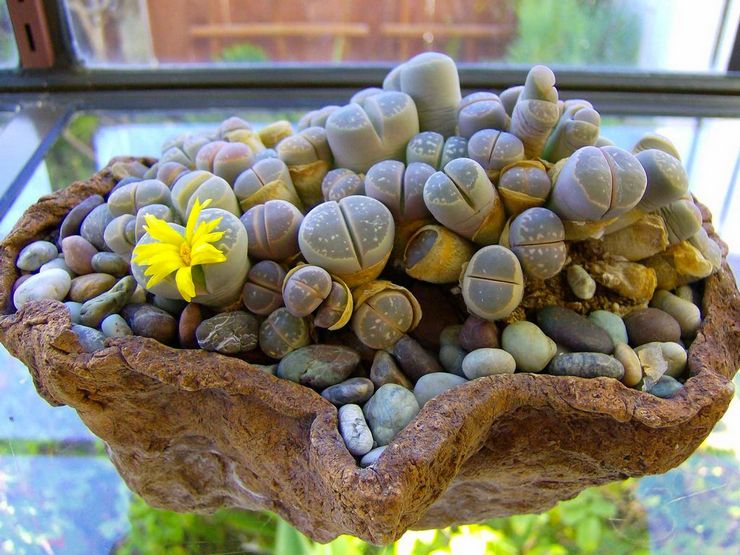 Humidity level for lithops