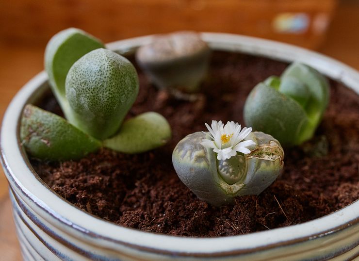 Soil for growing lithops