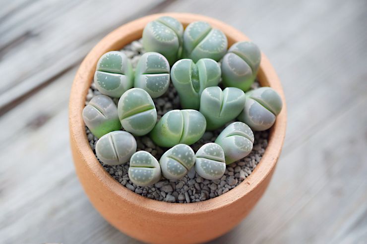 Lithops plant