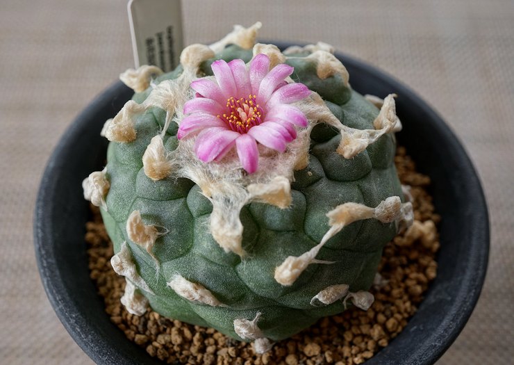 Lophophore cactusverzorging thuis