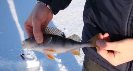 Téli süllő horgászatra keresünk helyeket