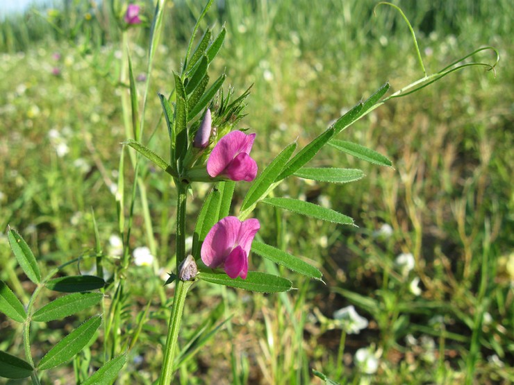 Vetch is a climbing plant that needs support in the form of another more resilient crop.