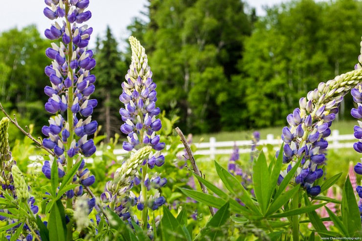 Lupine is a herb that is considered the best green manure