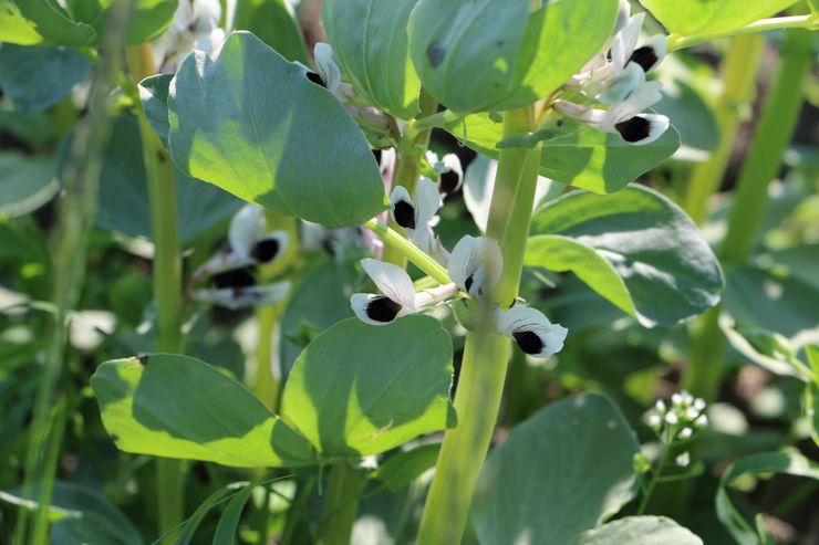 Best green manure plants: legumes