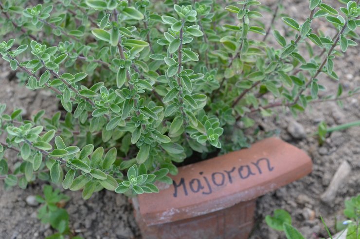 Groeiende marjolein
