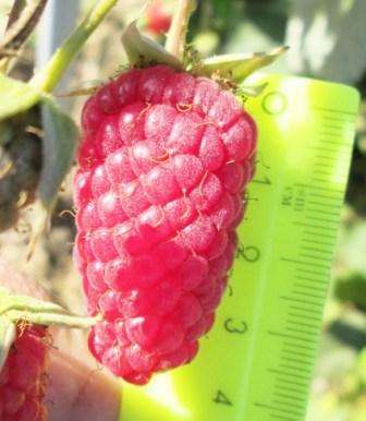 Owoce odmiany Bryanskoe Divo wyróżniają się dużym kształtem, a masa jednej jagody może sięgać nawet 11 gramów. Smak malin jest soczysty i słodki, choć występuje lekka kwaskowatość. Ze względu na dobrą gęstość odmiana ta nadaje się do: