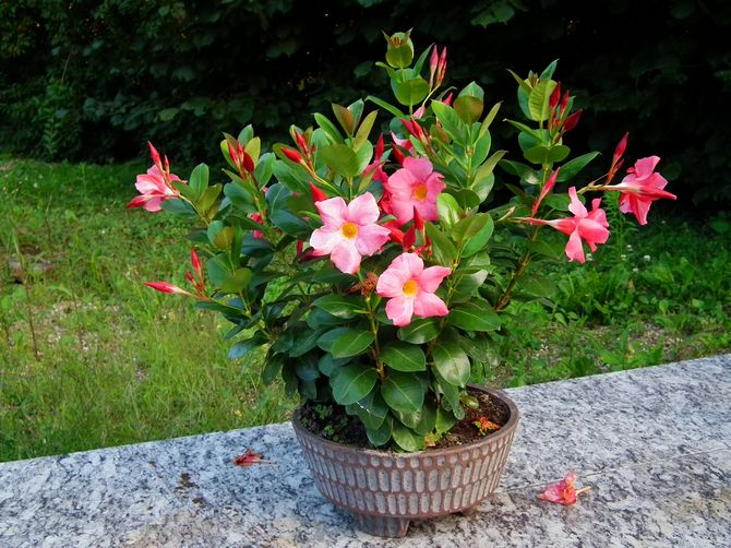 Mandeville of Dipladenia - thuiszorg. Mandeville teelt, transplantatie en reproductie. Beschrijving, soorten. Foto