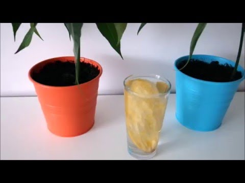 Как да отглеждаме манго у дома