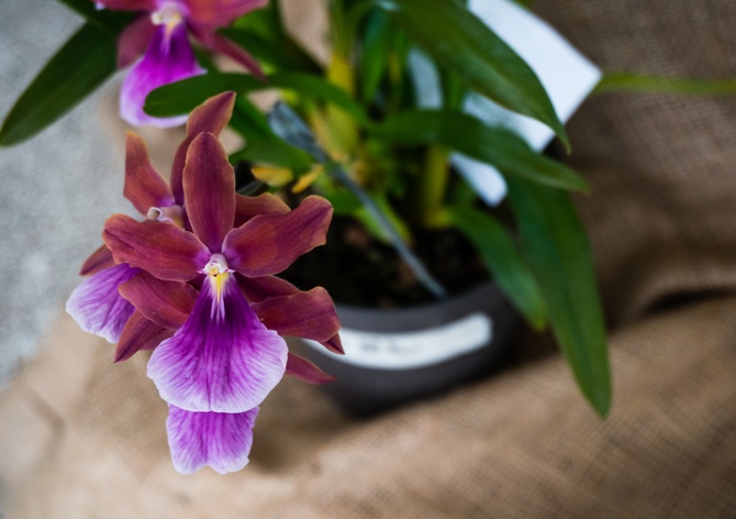 Miltonia zorg aan huis