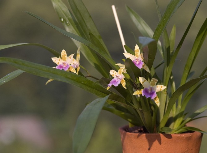 Miltonia zal goed groeien en tevreden zijn met zijn bloei bij een voldoende hoge luchtvochtigheid - ongeveer 60-80%.