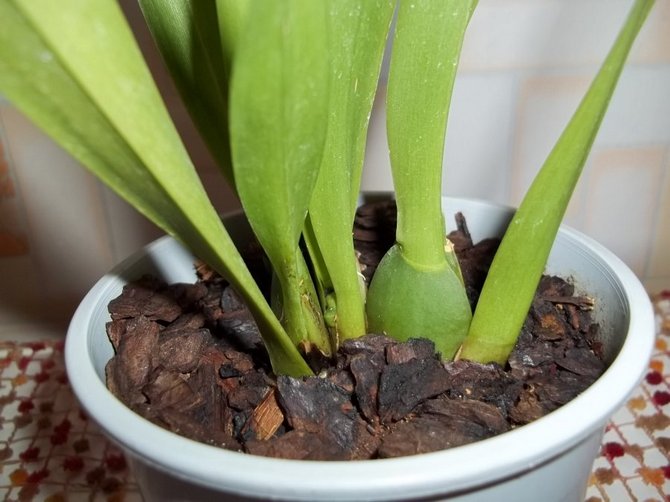 Miltonia plantmedium koop je het beste bij een gespecialiseerde bloemenwinkel.