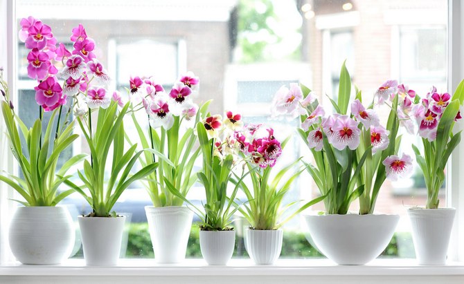 Populaire soorten miltonia