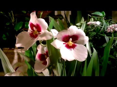Miltonia orchidee verzorging
