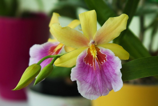 Miltonia - thuiszorg. Miltonia orchidee teelt, transplantatie en reproductie. Beschrijving, soorten. Foto