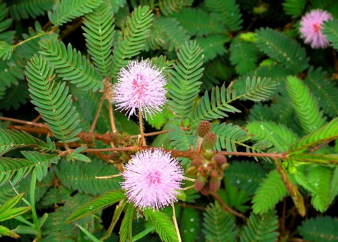 The plant is a small shrub with small spherical flowers, the leaves of which are similar in appearance to those of a fern.