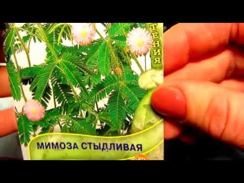 Мимоза срамежлива - НИЩО