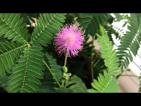 Mimosa Shy in bloom ...