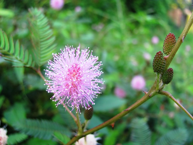 Mimosa bashful - home care. Growing, transplanting and reproduction of bashful mimosa. Description, photo