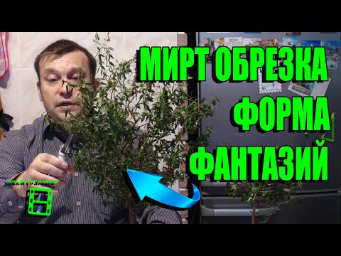 РАЗРЕЗВАНЕТО НА МИРТА У ДОМА Е ЛЕСНО. ФОРМИРАНЕ НА МИРОТА. ЕКЗОТИЧЕН ПРОЗОР