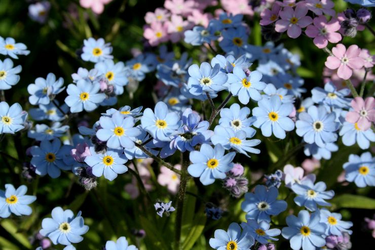 Forget-me-not