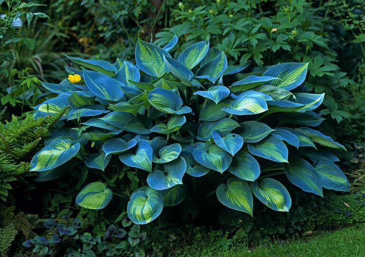 Hosta