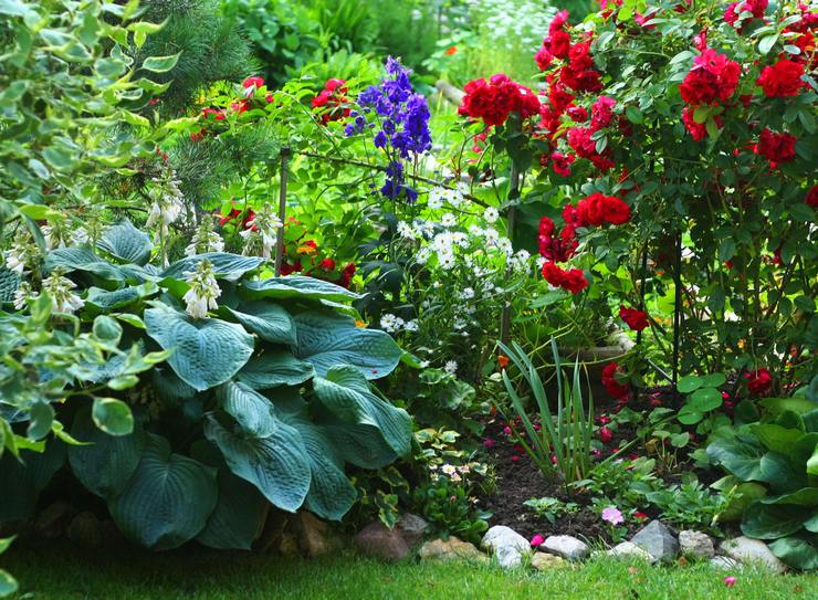 Shade-tolerant plants in landscape design