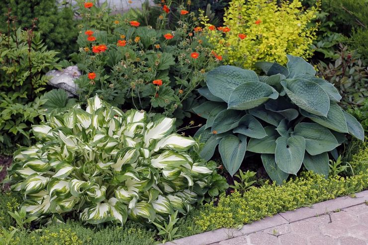 Features of shade-loving plants