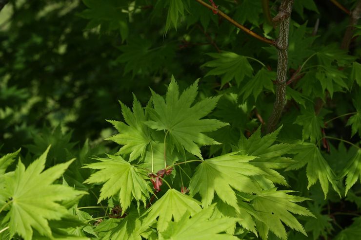 Japanese maple