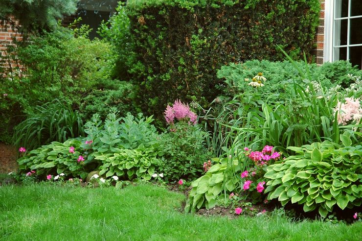 Perennial shade-loving plants for the garden