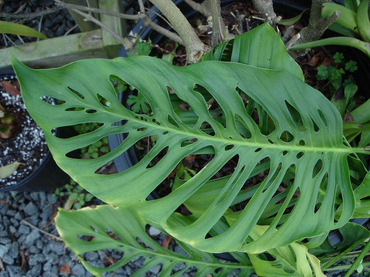 Monstera geslagen