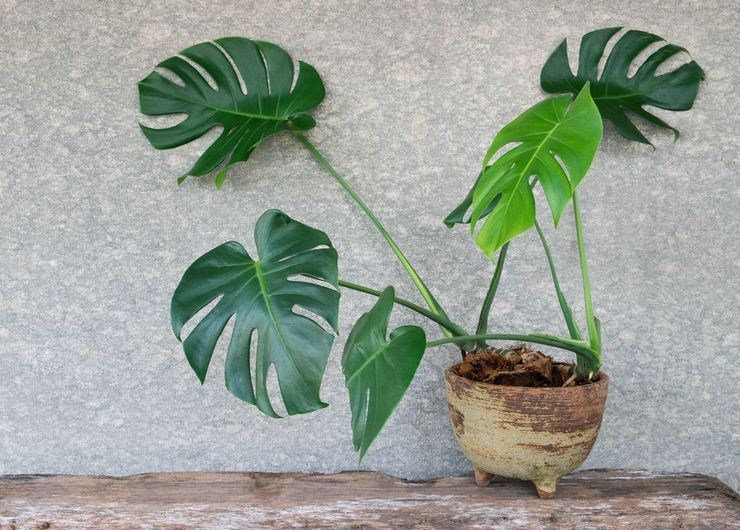 Basisregels voor het kweken van monstera