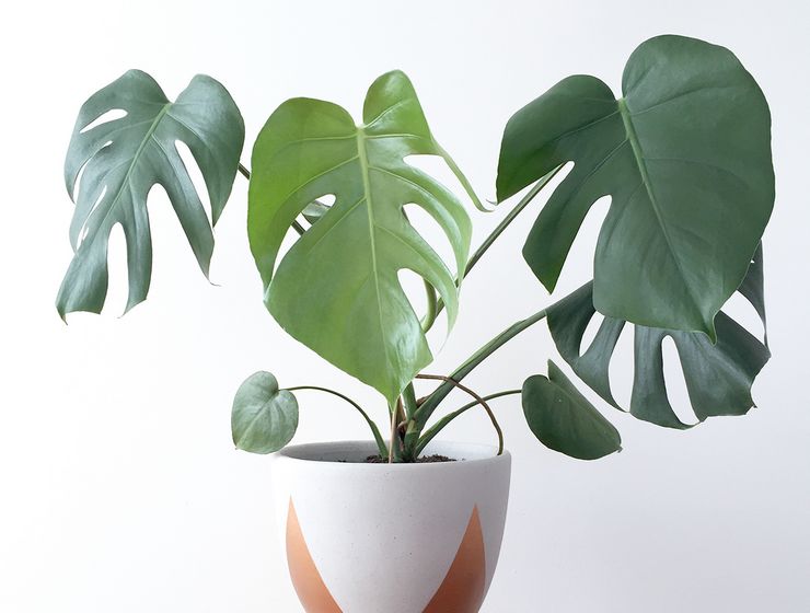 Kenmerken van monstera-transplantatie