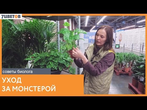 Monstera. Plantenverzorging | Aanbevelingen van biologen 7 KLEUREN