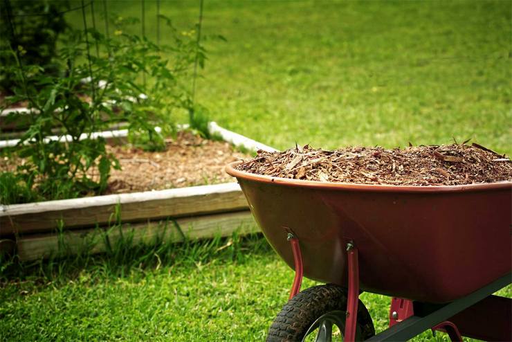 How and what to mulch the lawn