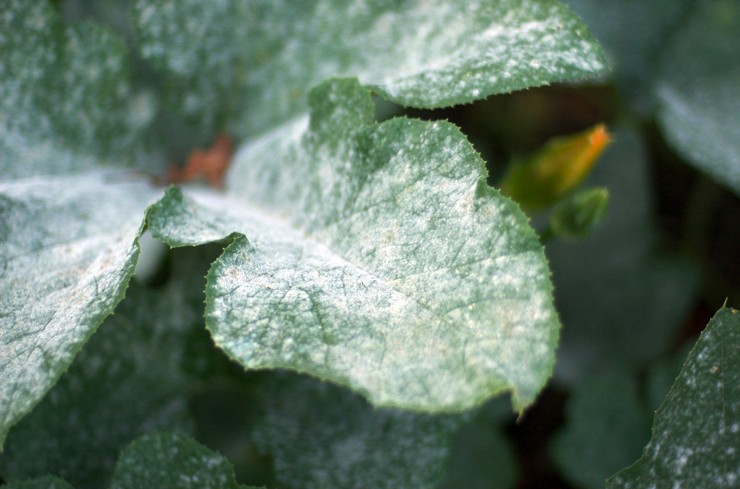 Plaque on plant leaves - how to get rid of, the reasons for the appearance. White and black bloom on the leaves, red bloom